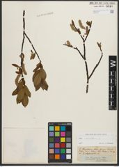 Foto von Salix phylicifolia L.